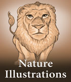 Nature illustrations